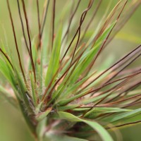 Themeda tremula (Nees ex Steud.) Hack.